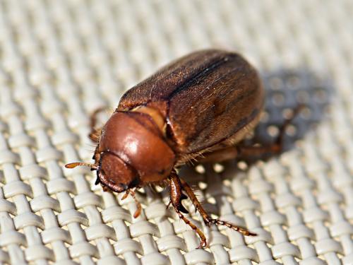 Melolonthinae